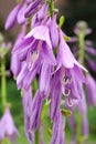 Fragrant plantain lily Hosta plantaginea