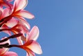 Fragrant Plumeria Flower Royalty Free Stock Photo