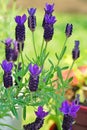 Fragrant purple French lavender flowers growing in the garden