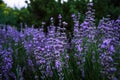 Fragrant purple lavender growing in the park 2