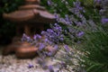 Fragrant purple lavender growing in the park