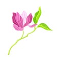 Fragrant Purple Magnolia Bowl-shaped Flower Bud on Green Stalk Vector Illustration