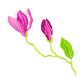 Fragrant Purple Magnolia Bowl-shaped Flower Bud on Green Stalk Vector Illustration