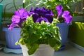 Fragrant purple petunia flowers in white pot. Small garden with potted plants on the balcony Royalty Free Stock Photo