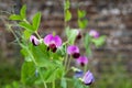 Fragrant purple sweet pea flowers, growing in front of an old brick wall in a garden near Oxford, UK. Photographed in June. Royalty Free Stock Photo