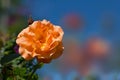 Fragrant rose in orange pastel color