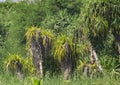 Fragrant Screw Pine or Kewra or Kevda Pandanus odorifer Trees