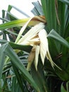 Fragrant Screwpine flower Pandanus fascicularis, Pandanus odorifer, Pandanus tectorius with nature background.