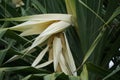 Fragrant Screwpine flower Pandanus fascicularis, Pandanus odorifer, Pandanus tectorius with nature background.