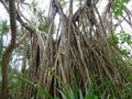 Fragrant Screwpine root Pandanus fascicularis, Pandanus odorifer, Pandanus tectorius with nature background.