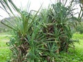 Fragrant Screwpine tree Pandanus fascicularis, Pandanus odorifer, Pandanus tectorius with nature background.