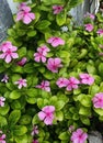 The fragrant smell produced by geranium flowers is not liked by mosquitoes