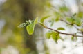 FRAGRANT SNOWBELL Styrax obassia branch with buds. Close up Royalty Free Stock Photo