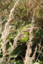 Fragrant spikelet ordinary