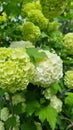 blooming and inviting garden with viburnum buldenezh.