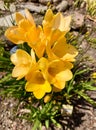 Buttercup Golden Yellow Fresia