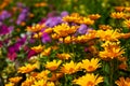 fragrant sunny flower mix Royalty Free Stock Photo