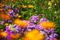 fragrant sunny flower mix Royalty Free Stock Photo