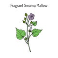 Fragrant Swamp Mallow Pavonia odorata , medicinal plant