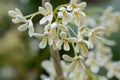 Fragrant tea olive Silver osmanthus flowers. Oleaceae evergreen tree. Royalty Free Stock Photo