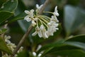 Fragrant tea olive Silver osmanthus flowers. Oleaceae evergreen tree. Royalty Free Stock Photo