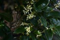 Fragrant tea olive Silver osmanthus flowers. Oleaceae evergreen tree. Royalty Free Stock Photo