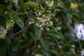 Fragrant tea olive Silver osmanthus flowers. Oleaceae evergreen tree. Royalty Free Stock Photo