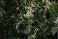 Fragrant tea olive Silver osmanthus flowers. Oleaceae evergreen tree. Royalty Free Stock Photo