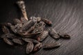 Fragrant tonka beans for baking and cooking Royalty Free Stock Photo