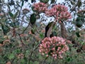 Fragrant viburnum flower buds close up