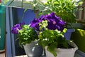 Fragrant violet petunia flowers reflect on the mirror. Royalty Free Stock Photo