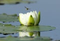 Fragrant Water Lily and Bee Royalty Free Stock Photo
