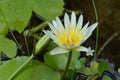 A Fragrant water Lily flower (Nymphaea Odorata) bloomed in a small pond Royalty Free Stock Photo