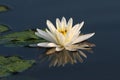 Fragrant Water Lily with Lily Pads Royalty Free Stock Photo