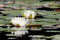 Fragrant Water Lily - Nymphaea odorata Royalty Free Stock Photo