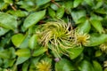 Fragrant white flowers of Clematis flammula or clematis Manchurian in summer garden closeup Royalty Free Stock Photo