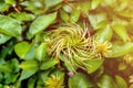 Fragrant white flowers of Clematis flammula or clematis Manchurian in summer garden closeup. out of focus, selective focus Royalty Free Stock Photo