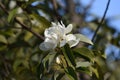 Michelia maudiae