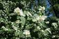 Fragrant white flowers of Philadelphus coronarius against blue sky Royalty Free Stock Photo