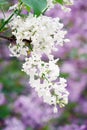 Fragrant white locust tree flowers.