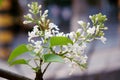 Fragrant white locust tree flowers.