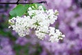 Fragrant white locust tree flowers.