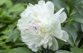 Fragrant white peony bloom amidst lush