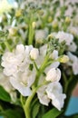 Fragrant white stock flowers