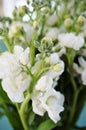 Fragrant white stock flowers