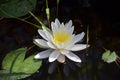 Fragrant White Water Lily Royalty Free Stock Photo