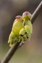 Fragrant winter-hazel Corylopsis sinensis var. sinensis, flowers