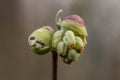 Fragrant winter-hazel Corylopsis sinensis f. veitchiana, flowers