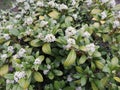 Fragrant wolfberry, Daphne odora, during flowering