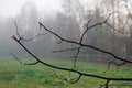 frail and thin branches of the tree after the rain covered with cobwebs in the autumn